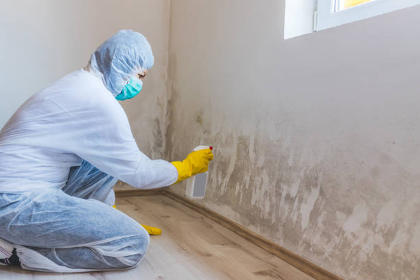 Licensed Black Mold Removal service in Romeoville, IL - WQB Mold Removal