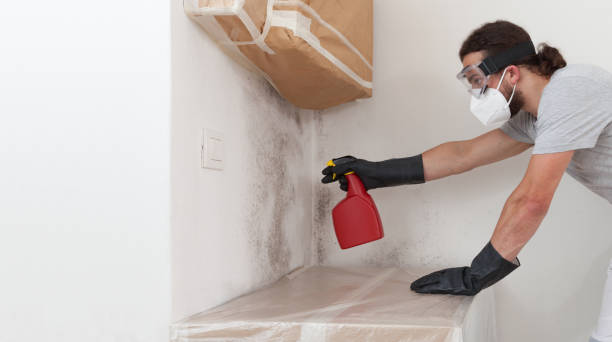Professional Black Mold Removal technician working in Romeoville, IL