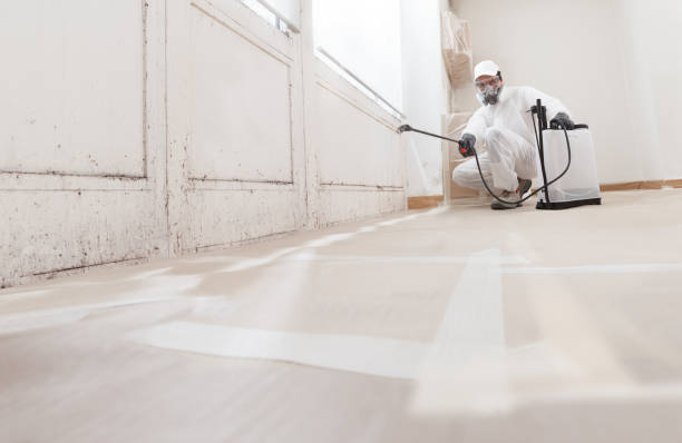 24/7 Emergency Black Mold Removal experts in Romeoville, IL
