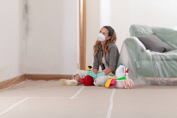 Reliable Black Mold Removal contractor in Romeoville, IL by WQB Mold Removal