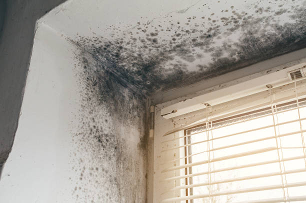 Affordable Black Mold Removal solutions in Romeoville, IL