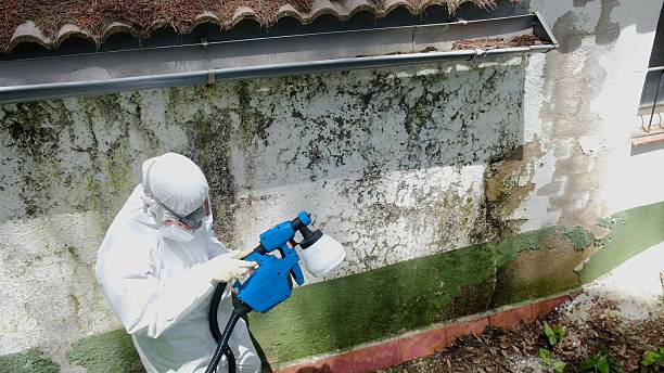 Top rated local Black Mold Removal specialists in Romeoville, IL
